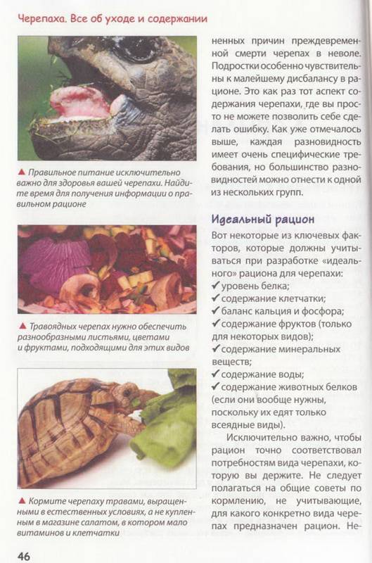Уход и содержание красноухой черепахи в домашних условиях, чем кормить
