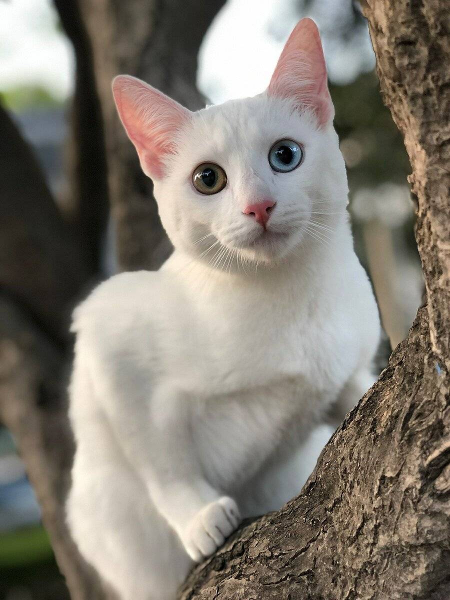 Као-мани: древнейшая порода кошек из Таиланда