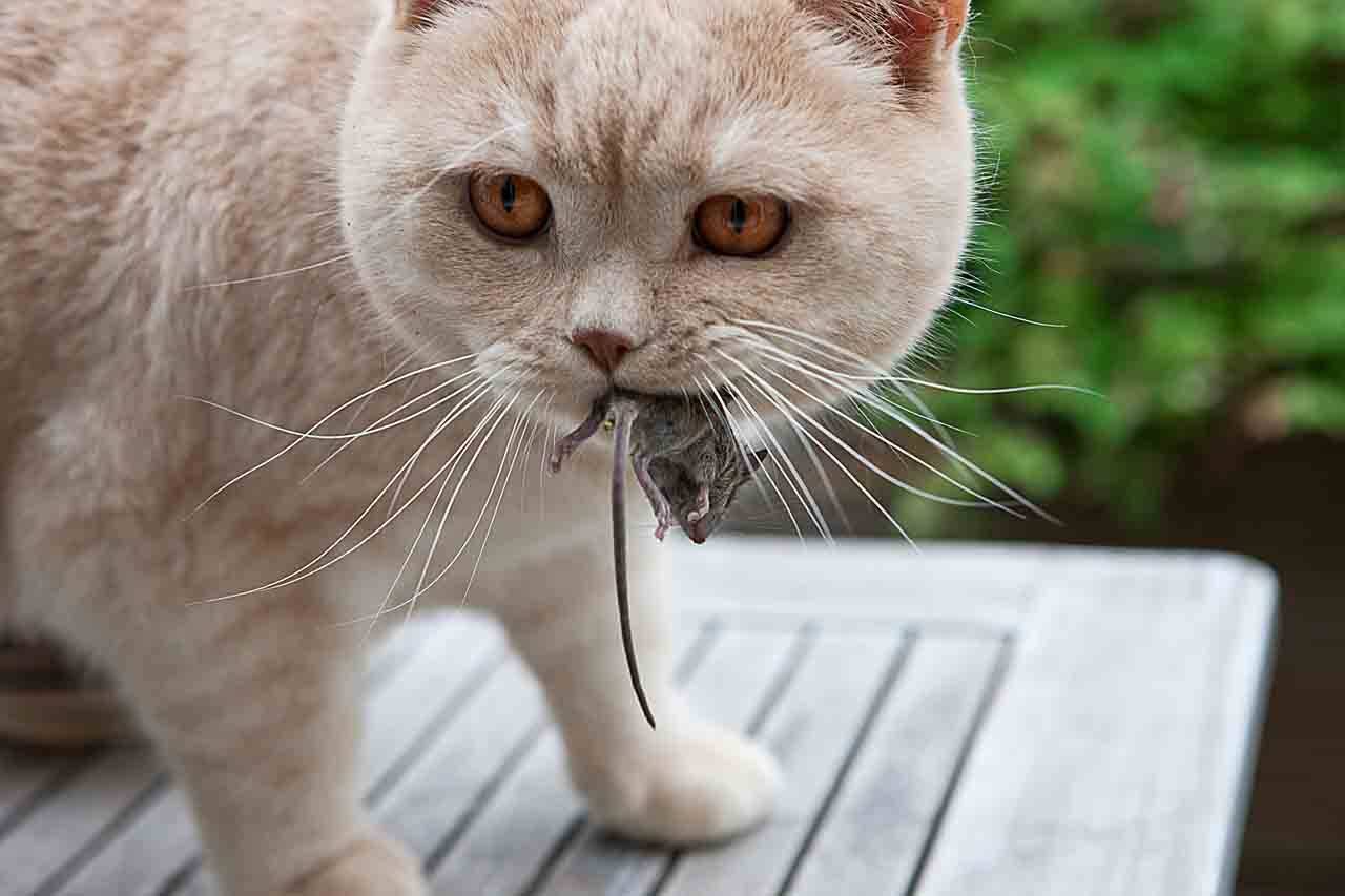 Едят ли мышей кошки и коты. почему кошки едят мышей?
