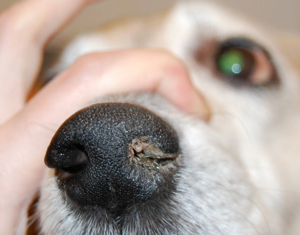 Пироплазмоз у собак (бабезиоз): симптомы, лечение, препараты | petguru