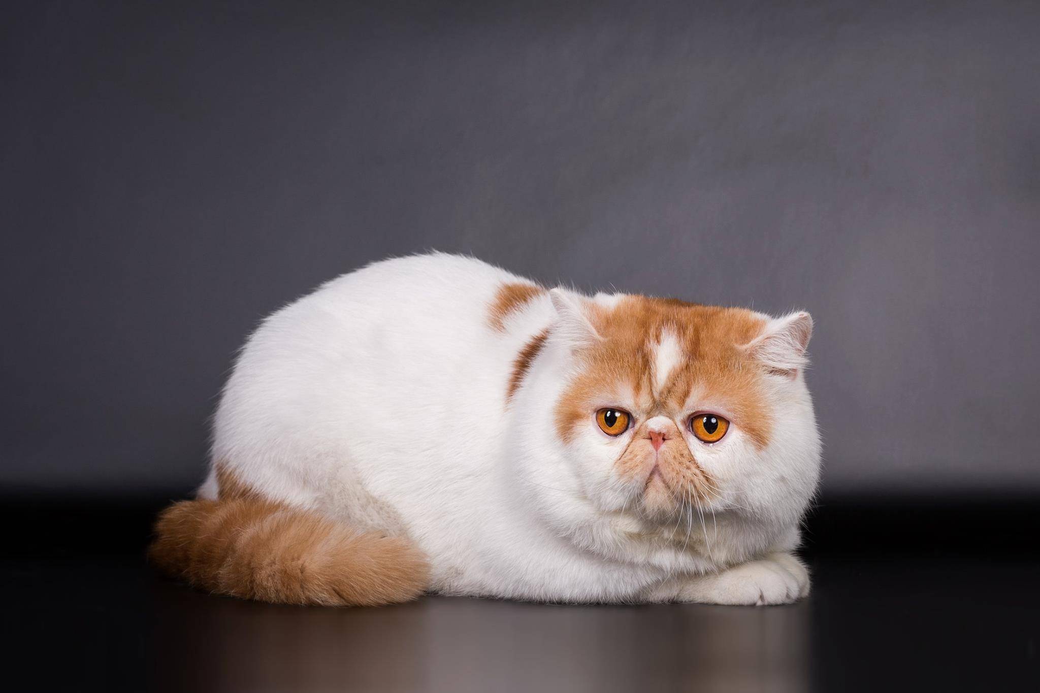 Экзотическая кошка (экзот) – полное описание с фото