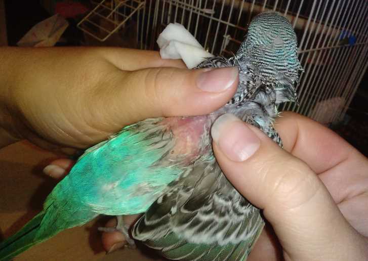Блохи у волнистых попугаев: лечение и профилактика