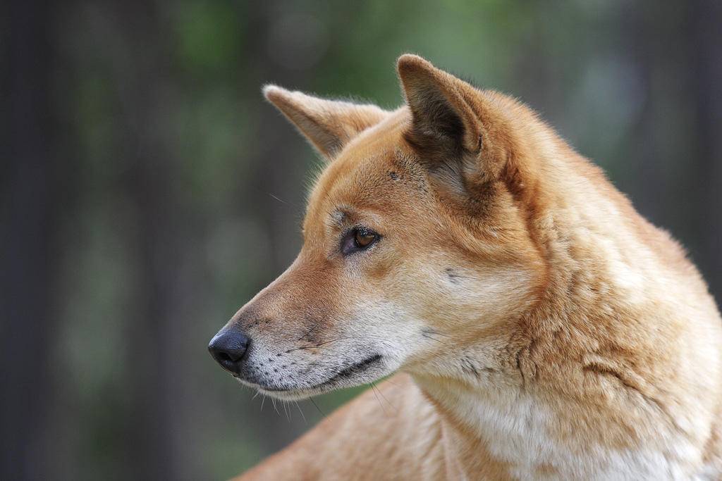 Динго (австралийская дикая собака): описание вида с фото и видео