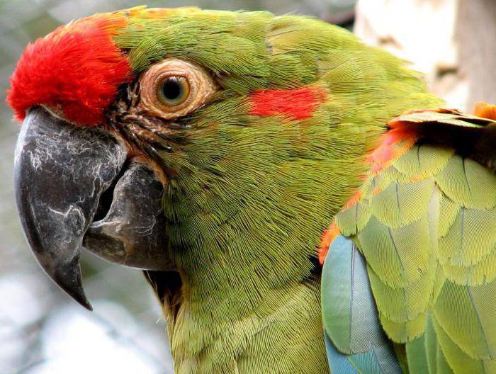 Виды попугаев ара: описание, фото, распространение | zoodom