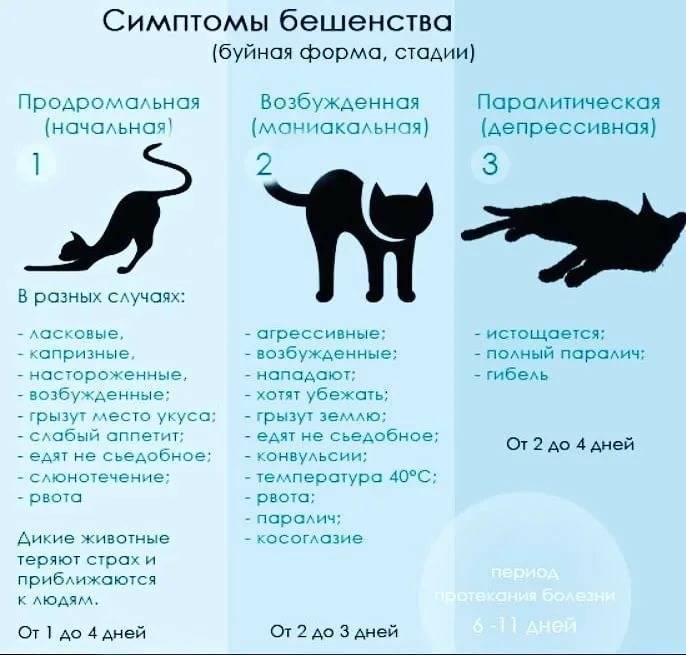 Симптомы бешенства у кошек. признаки бешенства у кошек и меры его профилактики | ветпрактика
