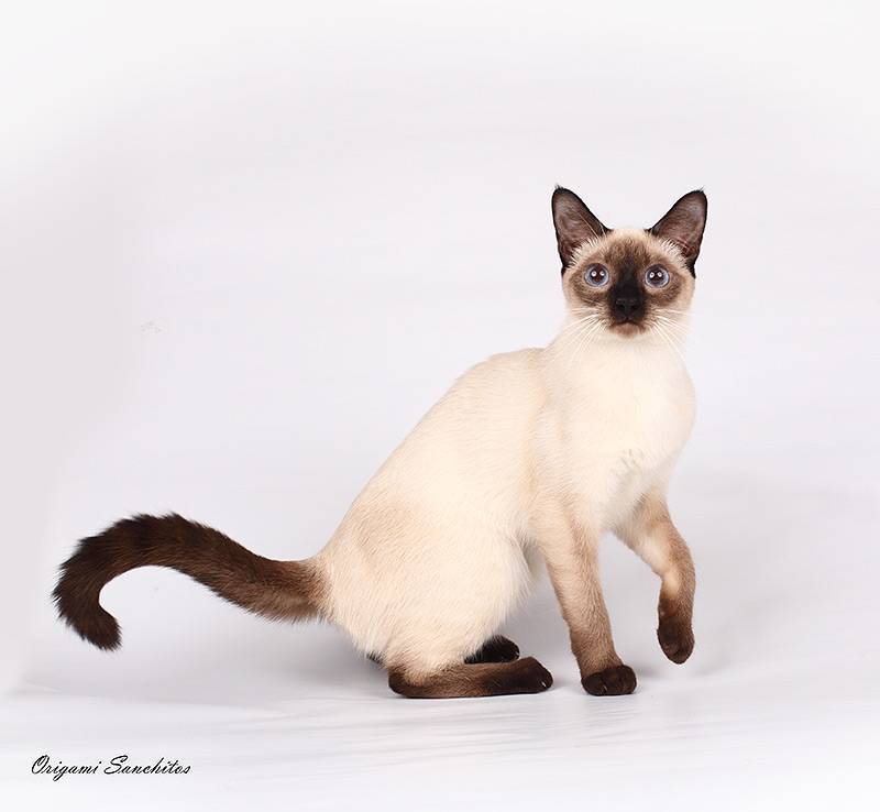 Тайская кошка - характер породы и описание