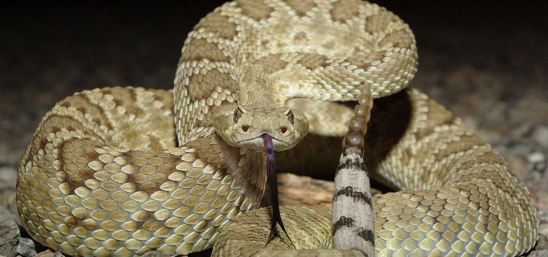 Гремучая змея. описание, особенности и среда обитания гремучей змеи | животный мир