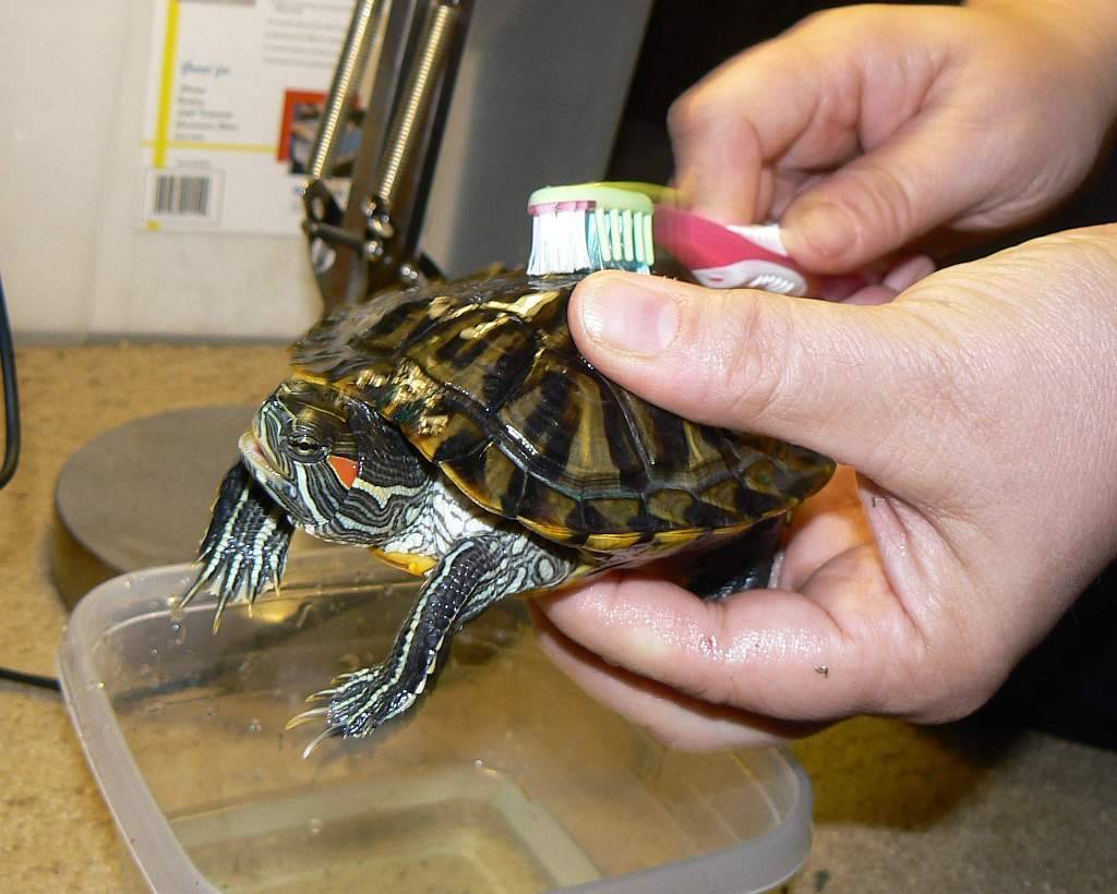 Красноухая черепаха: как ухаживать в домашних условиях и сколько живет