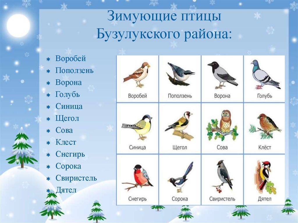 Зимующие птицы – картинки с названиями для детей