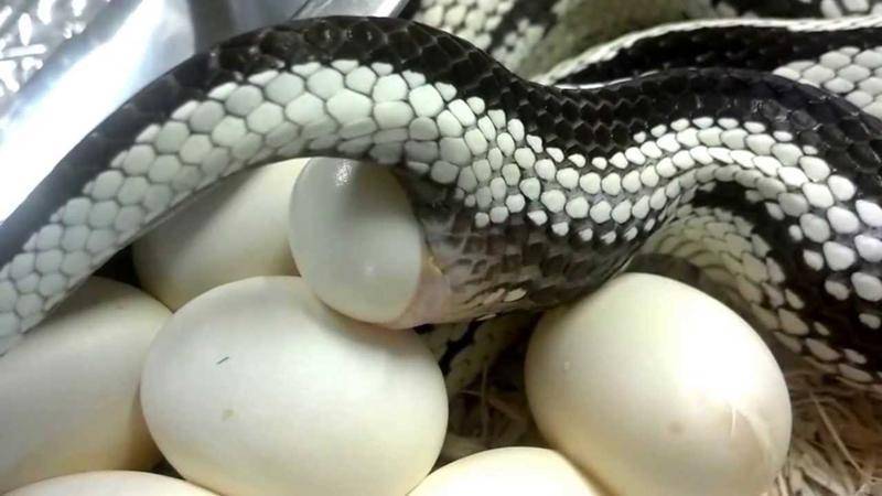 Кобра змея. описание, особенности, виды, образ жизни и среда обитания кобры | живность.ру