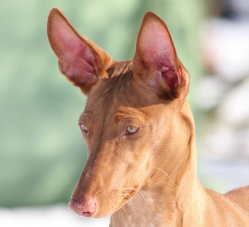 Фараонова собака — история возникновения, особенности характера и дрессировки в полном обзоре от а до я!