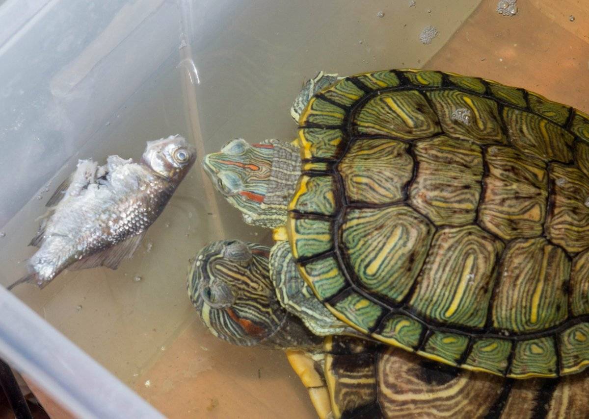 Содержание красноухой черепахи дома. все в одной статье