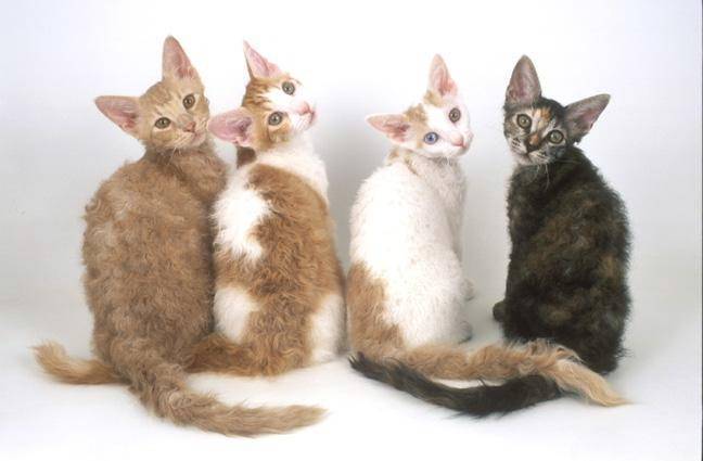 Кошки лаперм: описание редкой породы кошек лаперм