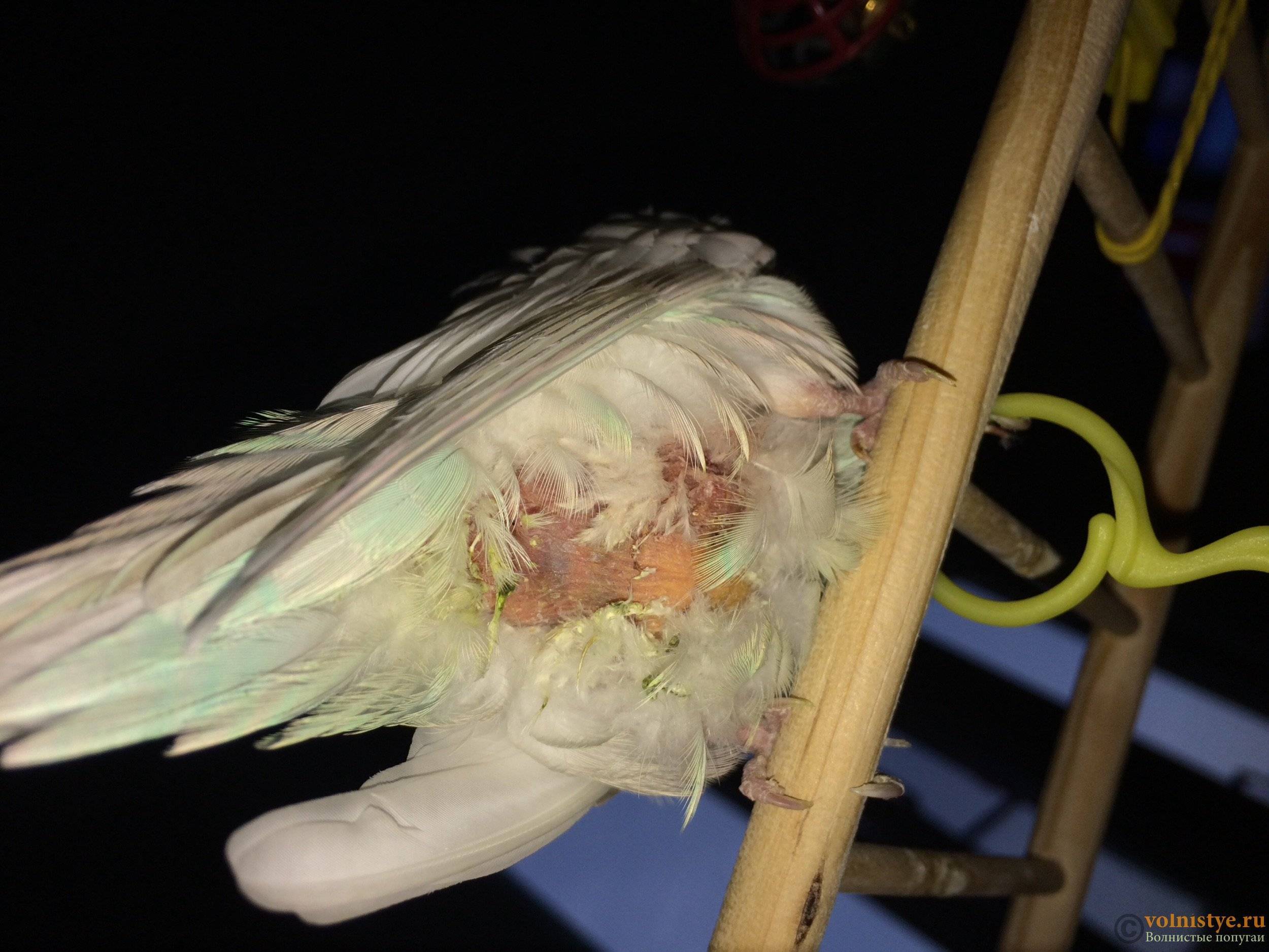 Воспаление зоба у волнистого попугая