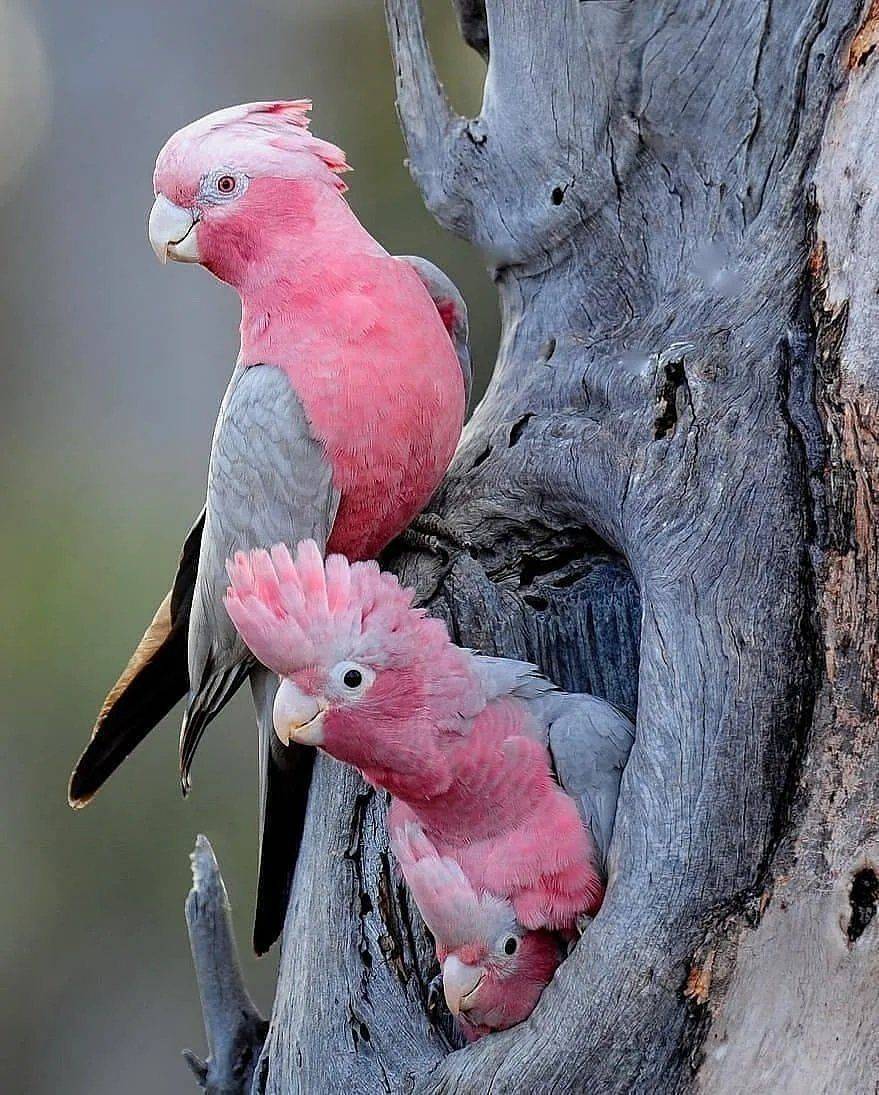 Попугаи какаду: отзывы, фото. сколько живут какаду?