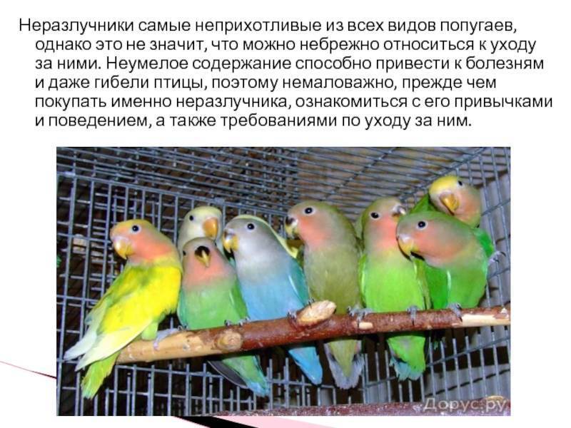 Срок жизни попугаев неразлучников в домашних условиях и на воле