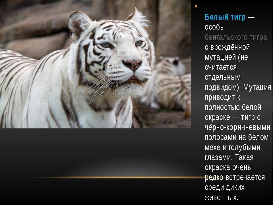 Тигр: фото, картинки, характеристика, описание животного, питание, охота