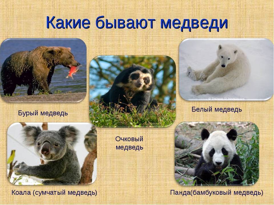 Виды медведей. фото, описание. - удивительный мир животных