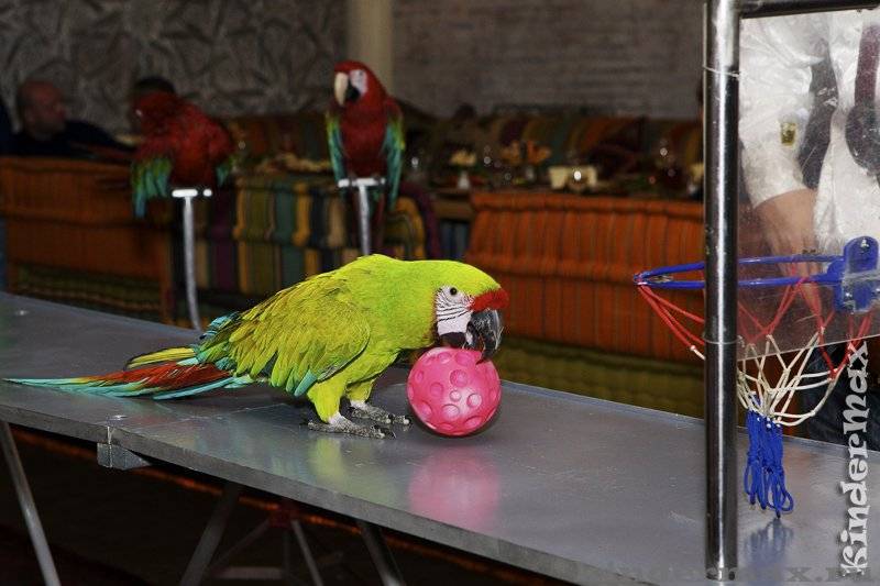 Обучение и дрессировка попугаев