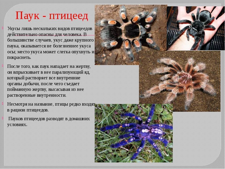 Домашние пауки: основные виды, опасность и способы борьбы