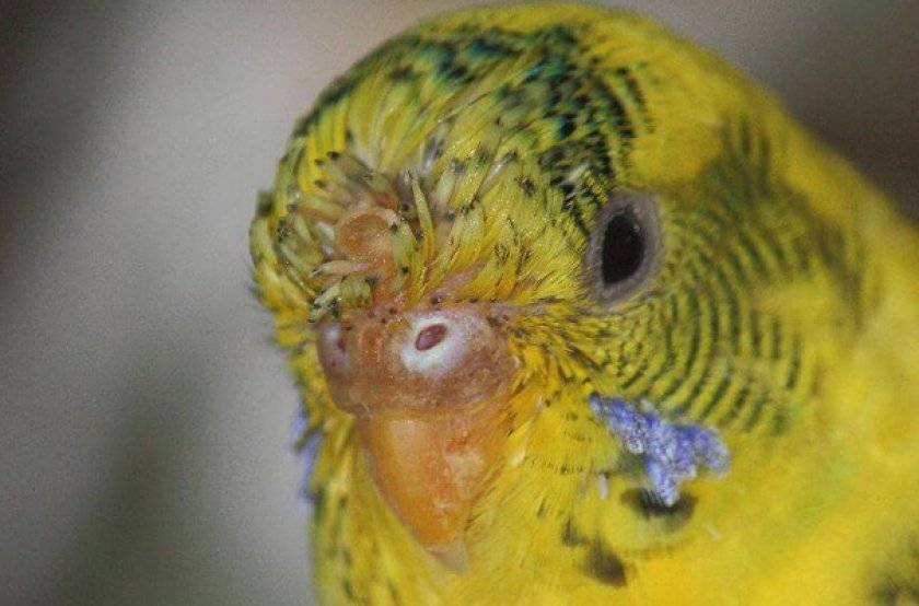 Из-за чего у попугая на клюве может появиться налет?