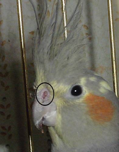 Почему волнистый попугай сидит нахохлившись, дрожит и закрывает глаза
