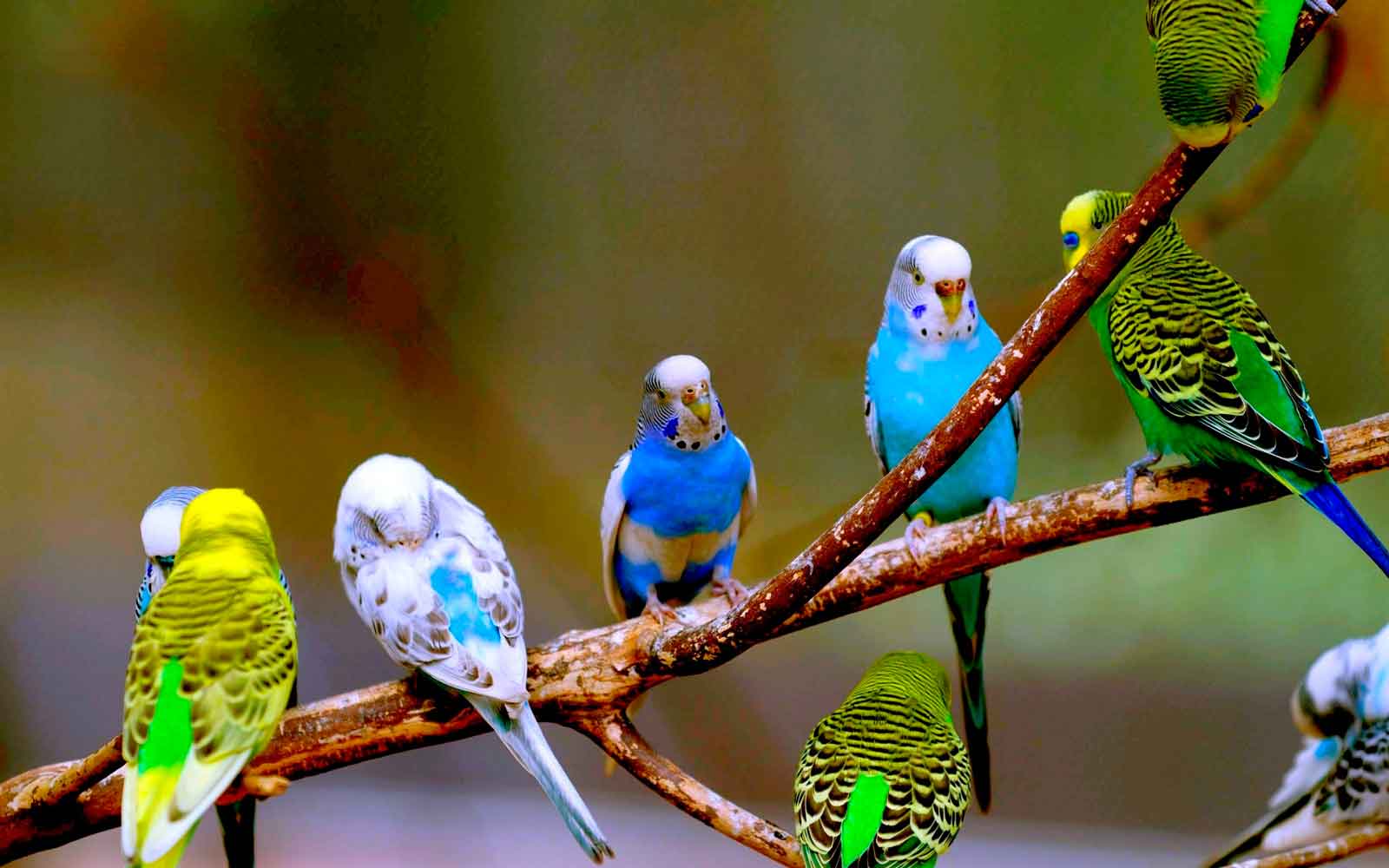 Волнистый попугай: все о птицах, описание, фото, где родина пернатых, разновидности, уход и содержание в домашних условиях