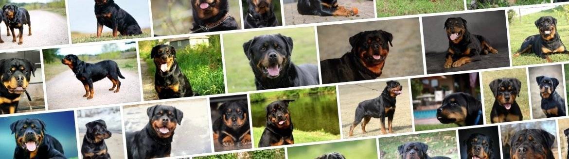 Кормление и уход за щенками ротвейлера: советы ветеринаров