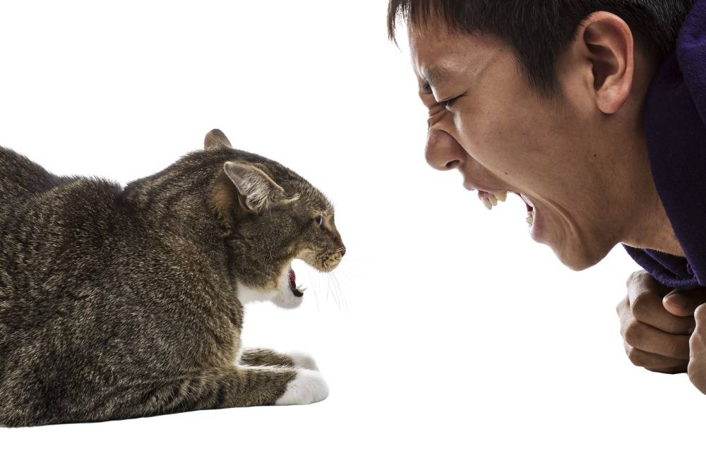 Кошка стала агрессивной: главные причины «ненормального» поведения