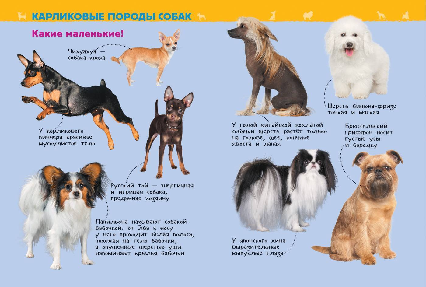 Самые послушные породы собак - названия и фото (каталог)