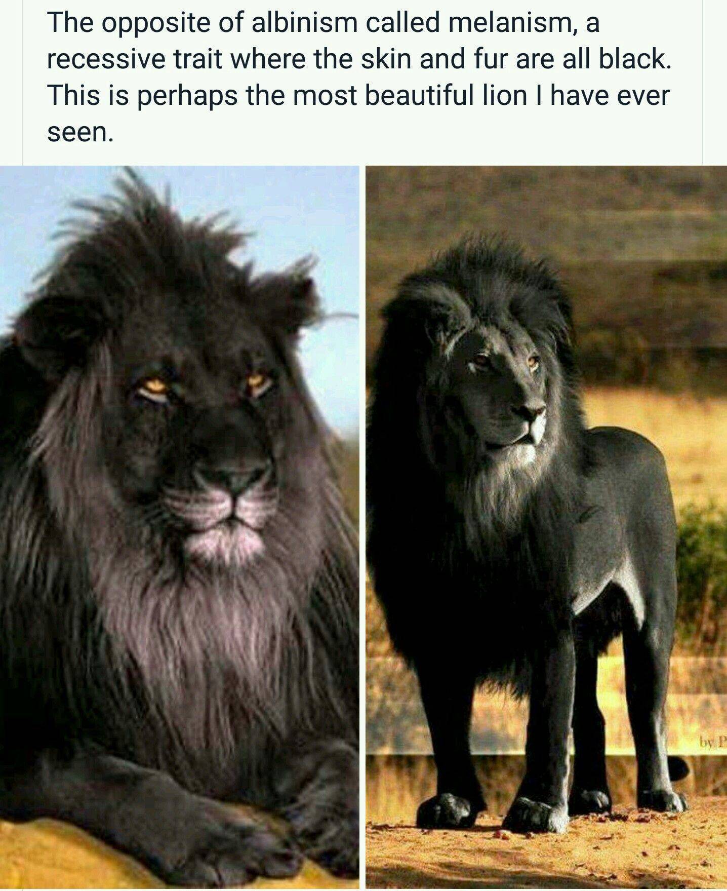 Черные львы сколько их осталось. черный лев – существует или нет