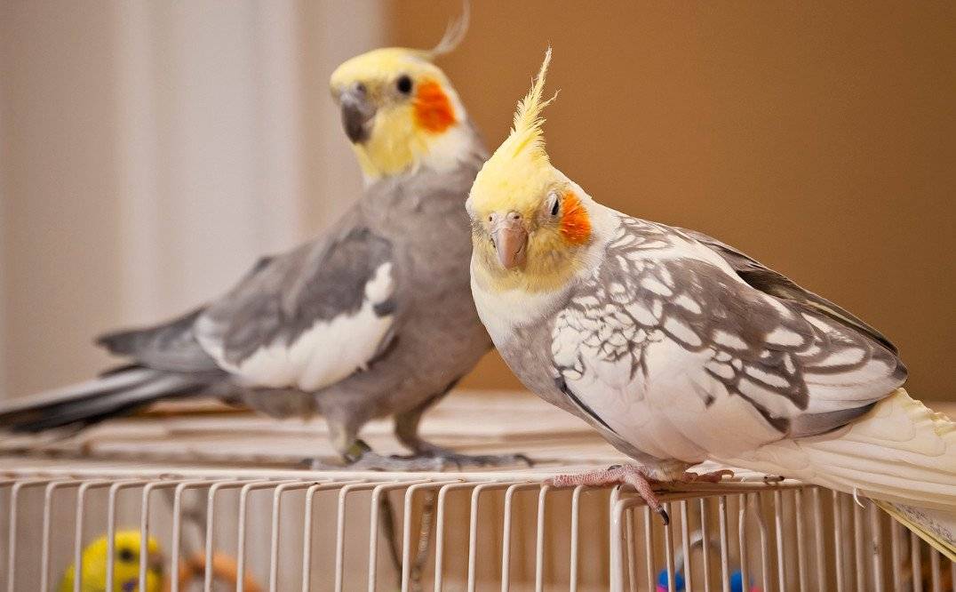 Клички для попугаев: имена для попугаев мальчиков и девочек