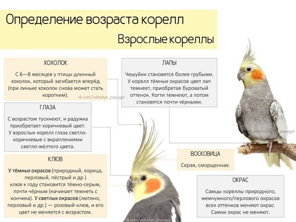 Попугай корелла: мальчик или девочка — кого выбрать