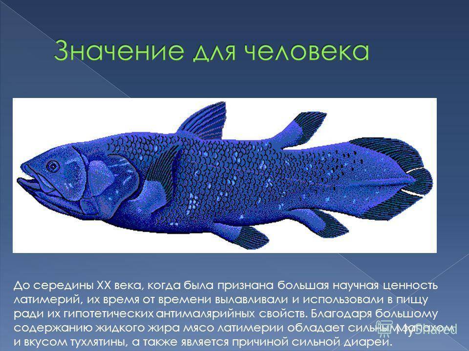 Ледяная рыба – фото, описание, ареал, рацион, враги, популяция