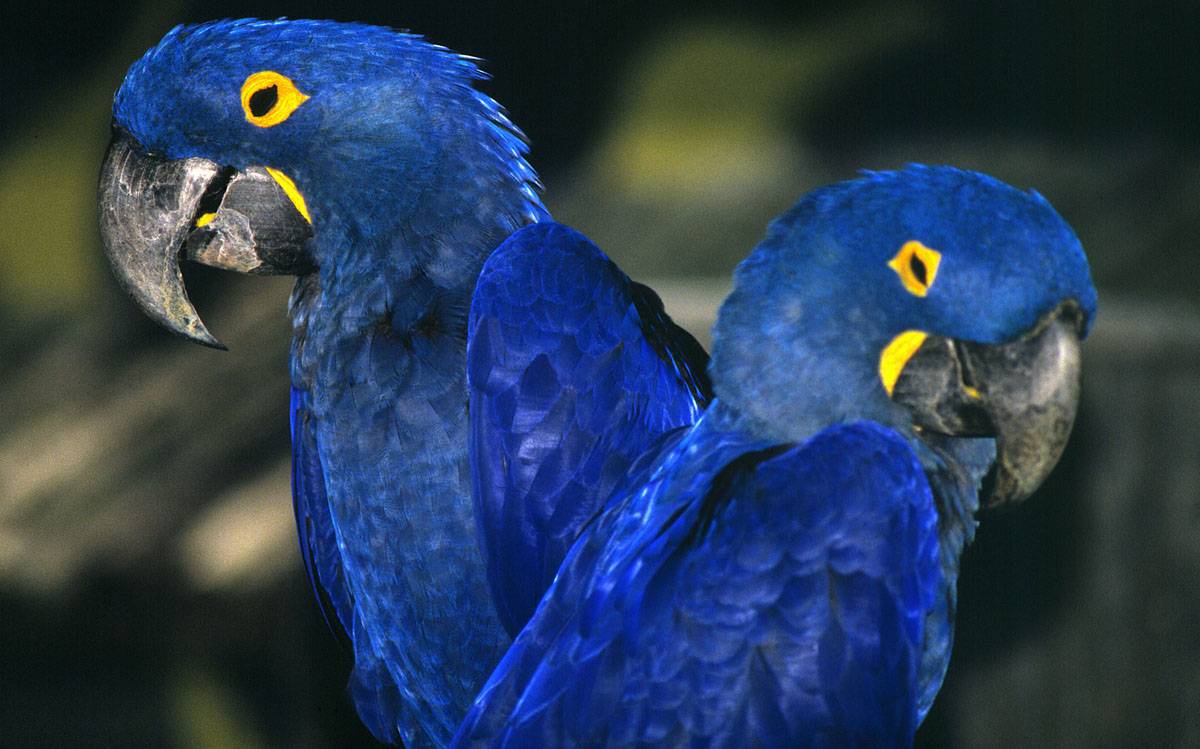 Givotinki.ru. голубая сорока птица. описание, особенности, образ жизни и среда обитания сороки