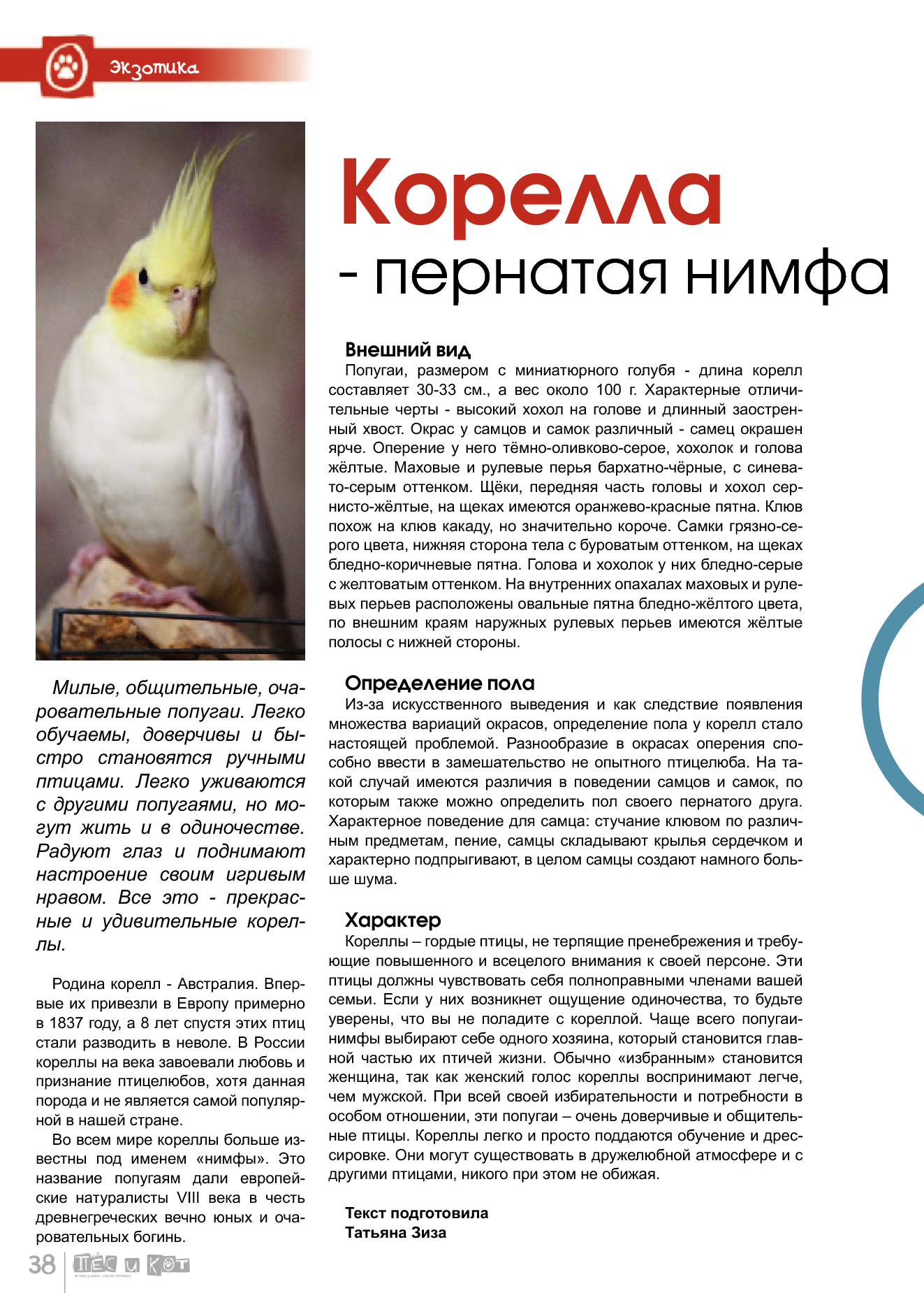 Попугай корелла: описание, внешний вид, размножение, история вида