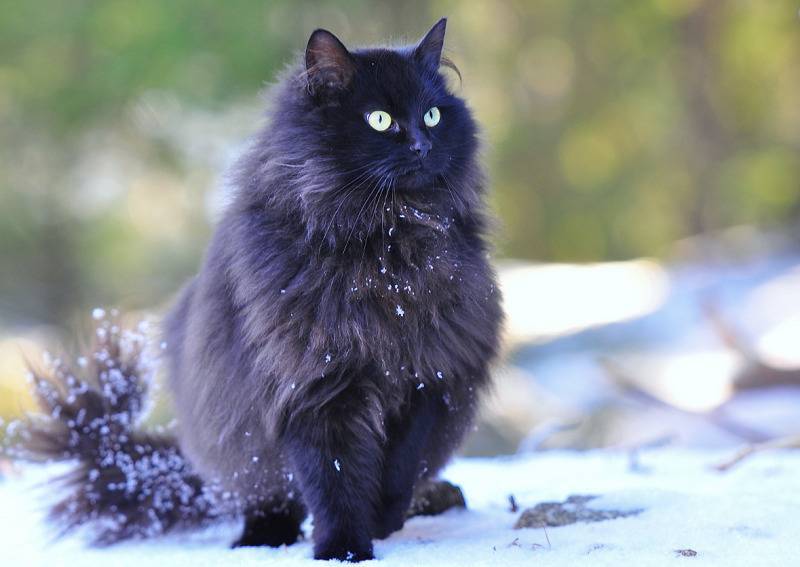 Шантильи тиффани кошка характеристика породы, фото, характер, правила ухода и содержания - petstory