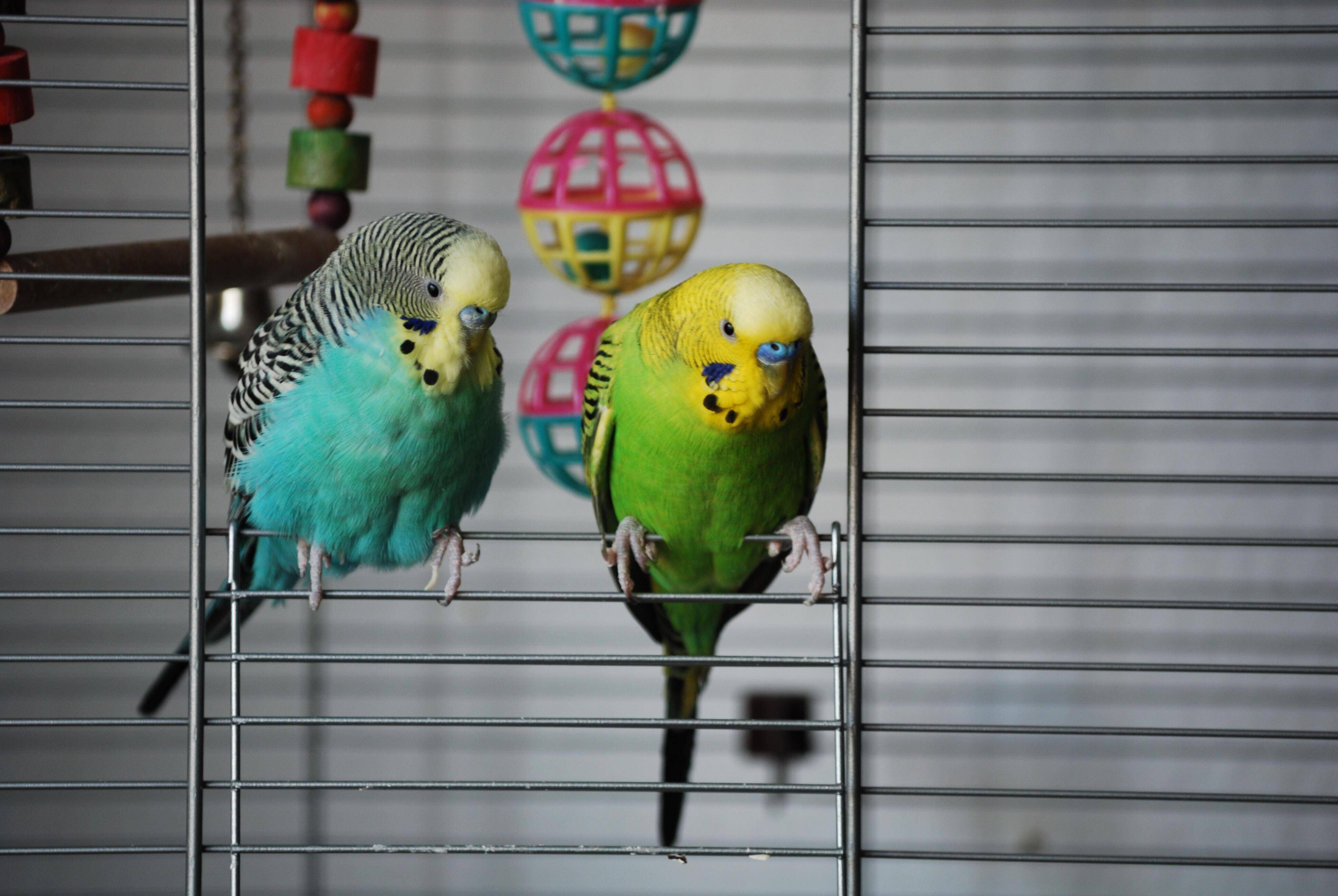 Как выбрать волнистого попугая, выставочные попугаи, фото и видео
