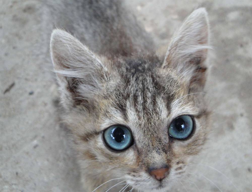 Охос азулес кошка: описание породы, фото, уход, покупка котенка охос азулес