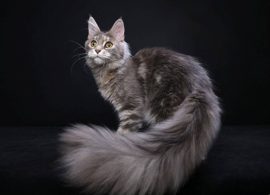 Порода кошек мейн-кун (мейкун): фото, отзывы, содержание и характер
