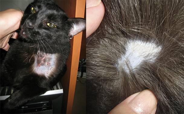Лишай у кошек:  симптомы и лечение болезни, виды и лекарства