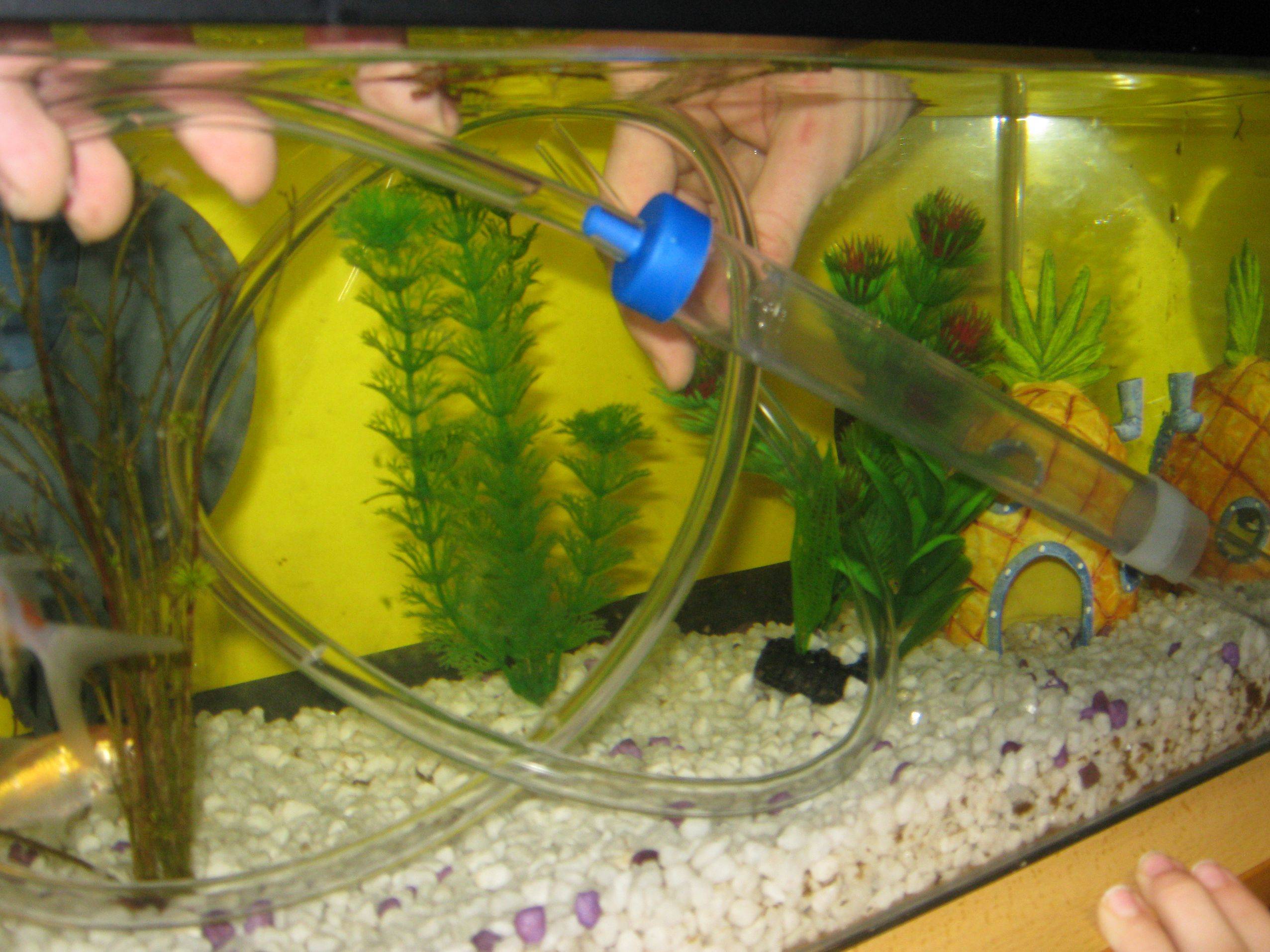 Как чистить аквариум: правильное мытье с рыбками, чем отмыть, средства для удаления в домашних условиях, зачем нужно