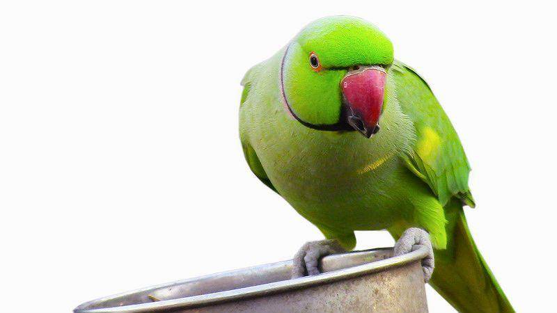 Питание ожерелового попугая | сайт о животных petsfusion.com - клуб любителей домашних животных