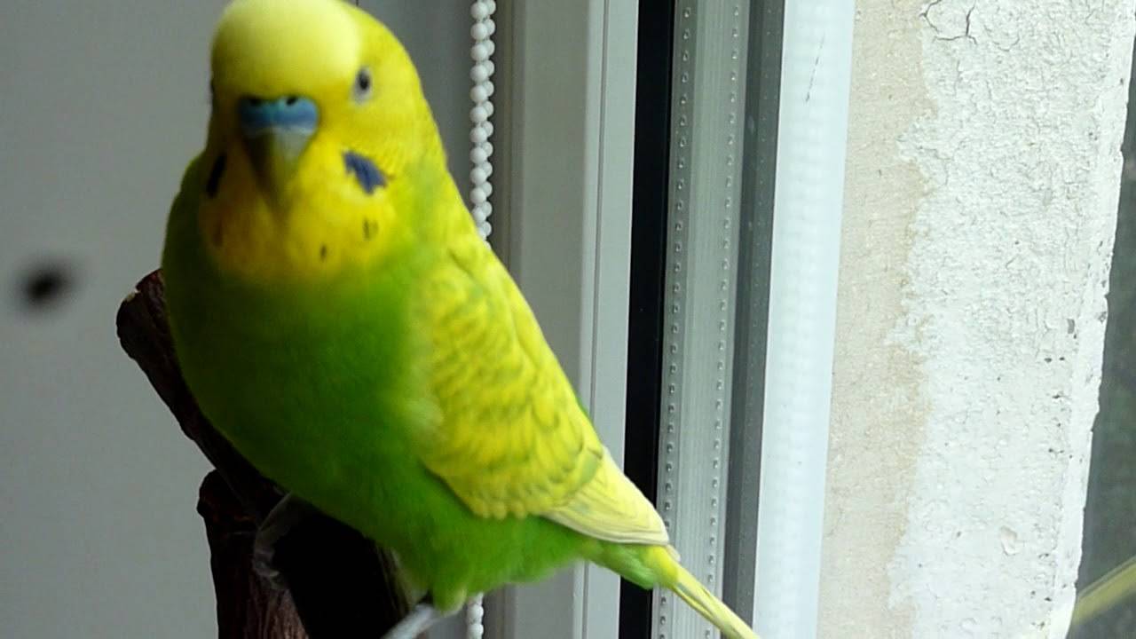 Музыка для попугаев: какую музыку любят слушать попугаи