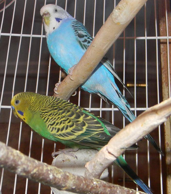 Содержание и уход за волнистыми попугаями
