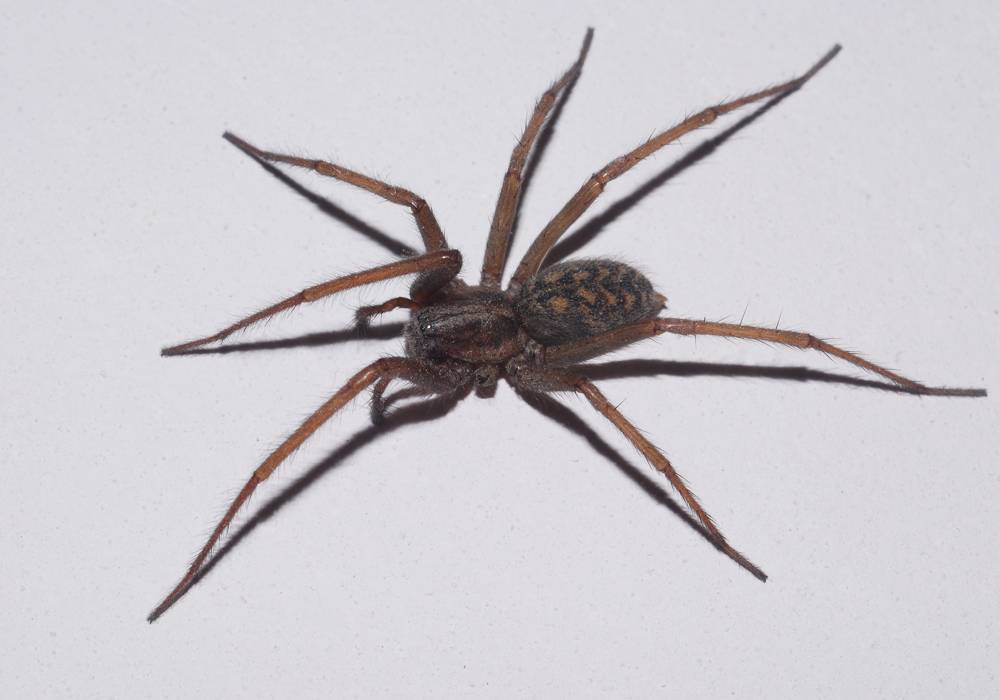 Какие виды пауков живут в квартире или доме. завелись пауки в квартире