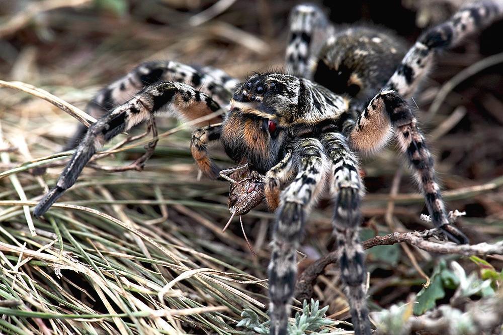 Южнорусский тарантул (лат. lycosa singoriensis)