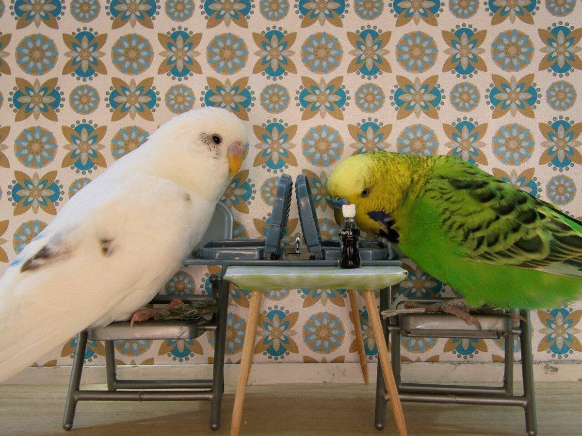 Как выбрать развивающие и спортивные игрушки для волнистых попугаев