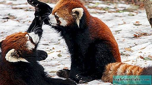 Красная панда животное. описание, особенности, виды, образ жизни и среда обитания панды | живность.ру