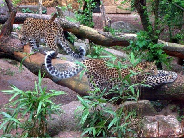 Леопард (panthera pardus): фото, виды, интересные факты